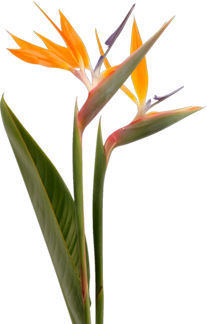 bird of paradise